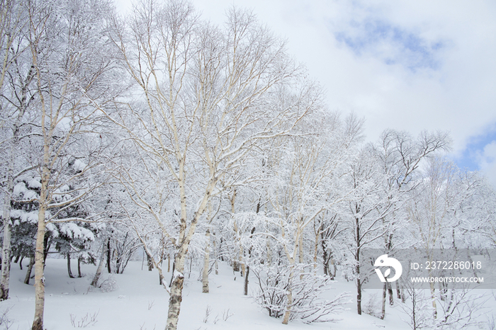 雪后树林