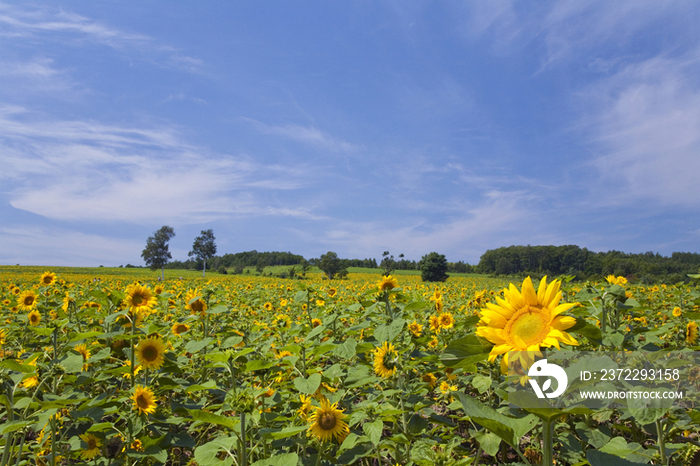 Sunflower field, Hokkaido, Japan