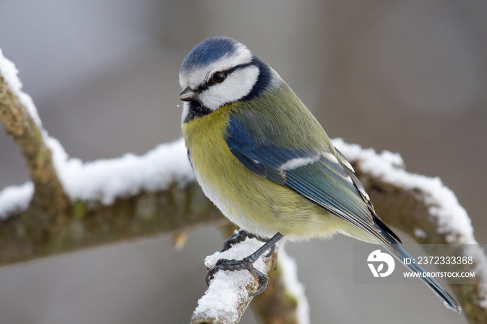 Winterliche Blaumeise