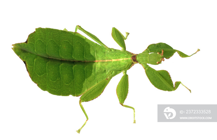 wandelndes Blatt Weibchen