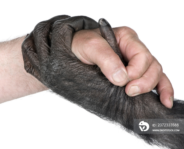 人类手和猴子手之间的握手