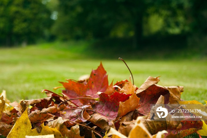 Les feuilles mortes