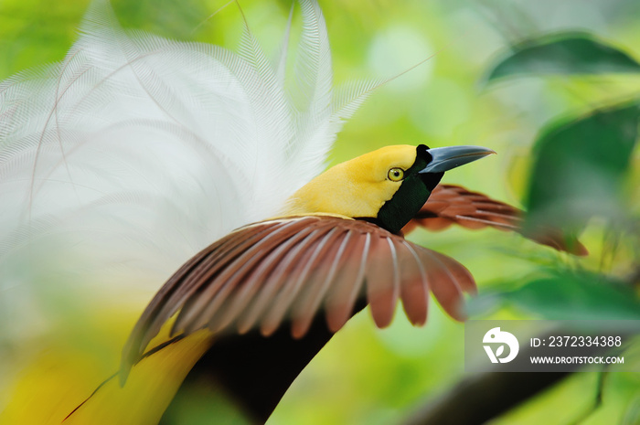 dancing bird of paradise