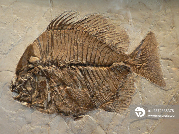 Fischfossil