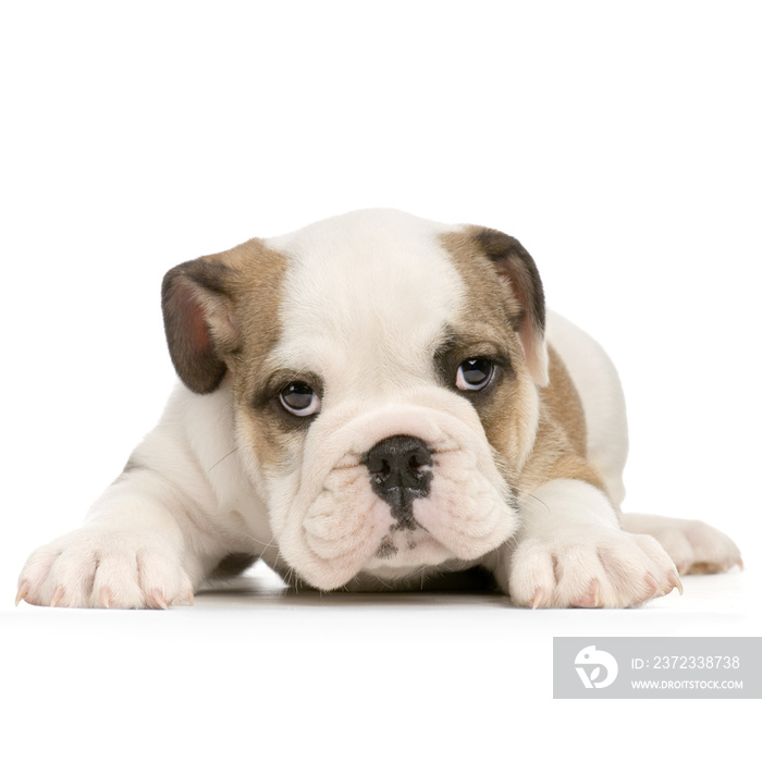 chiot bouledogue anglais