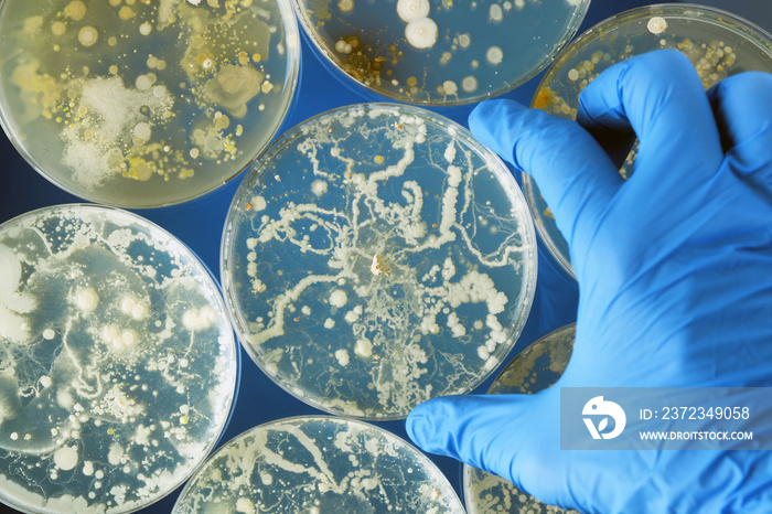 Gloved hand holding bacteria growing in a petri dishes