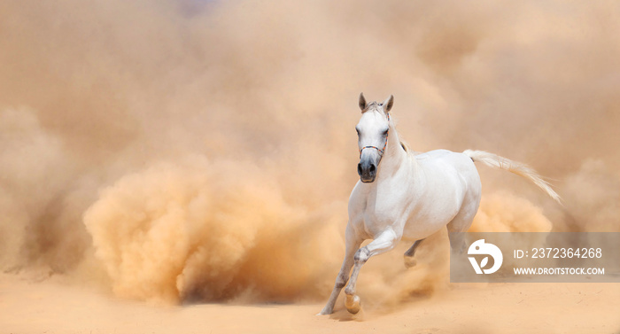 Arabian horse running out of the Desert Storm