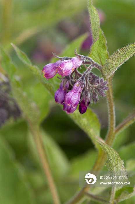 Beinwell, Symphytum, officinale