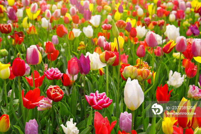 Colorful tulips background.