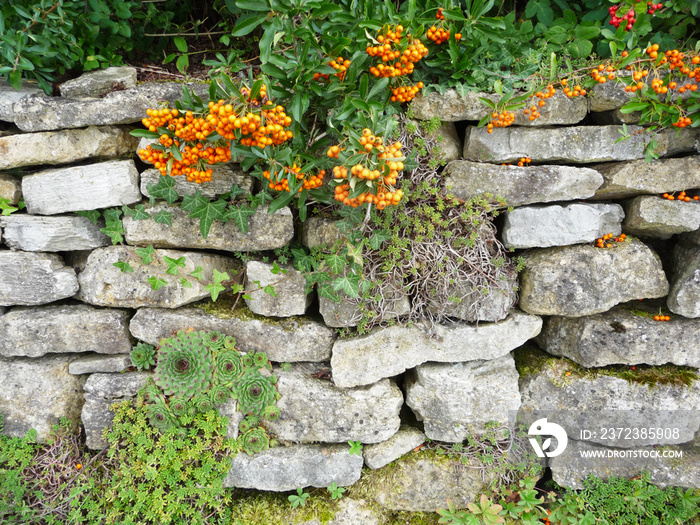 Natursteinmauer als Lebensraum, Steingarten，永生，Sedum, Eselsohren, wollzest (Stachys Byza