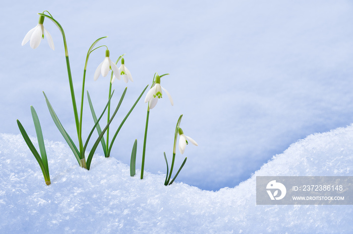 一组雪花莲花生长在雪地里