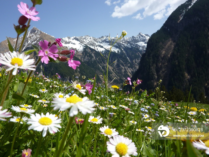 Blumenwiese mit Gebirge im Hintergrund