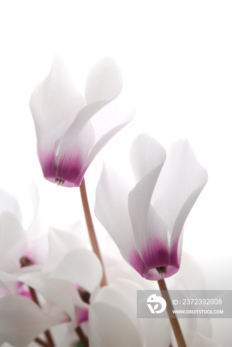 close-up of soft white and pin cyclamen persicum