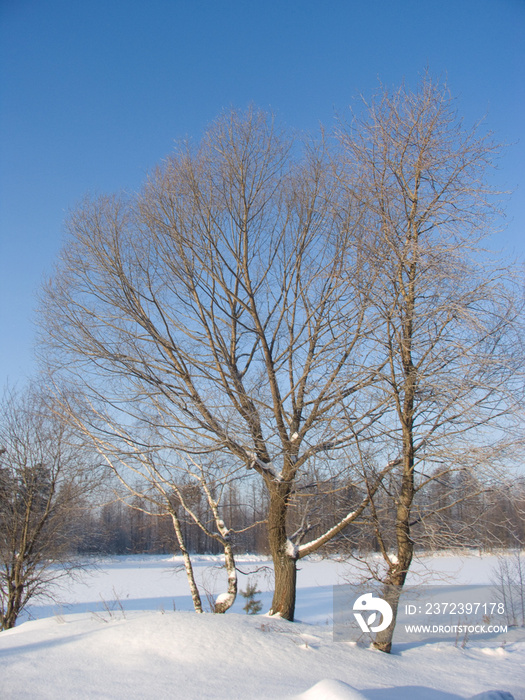 冬天的树和雪
