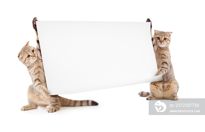 two kittens isolated with placard or banner