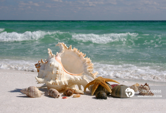 Shells on Floridas White Sand Beach