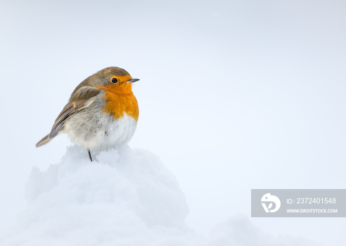 Robin perched on snow with a white snow background taken in the Cauirngorms National Park, Scotland.