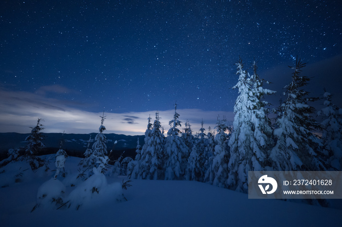 Night winter landscape with forest