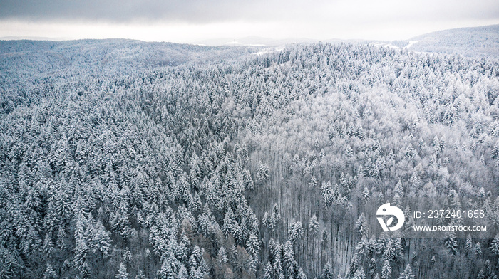 降雪后的松树林地森林，从上方看冬天