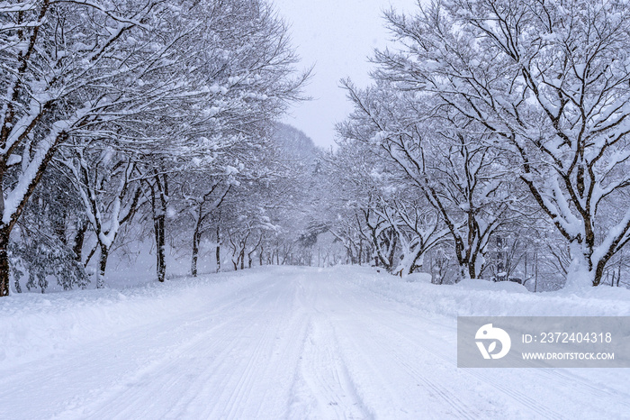 冬天被雪覆盖的道路和树木。