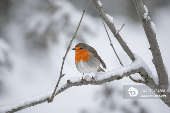 Robin (redbreast) in the snow