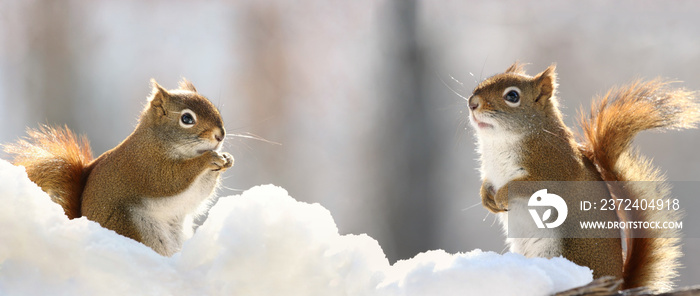 two squirrels in snow during winter