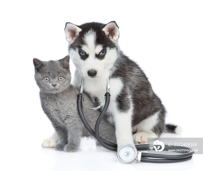 Siberian Husky puppy with stethoscope on his neck hugging british kitten. isolated on white backgrou