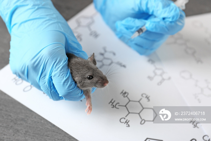 Hands of scientist giving injection to rat in laboratory