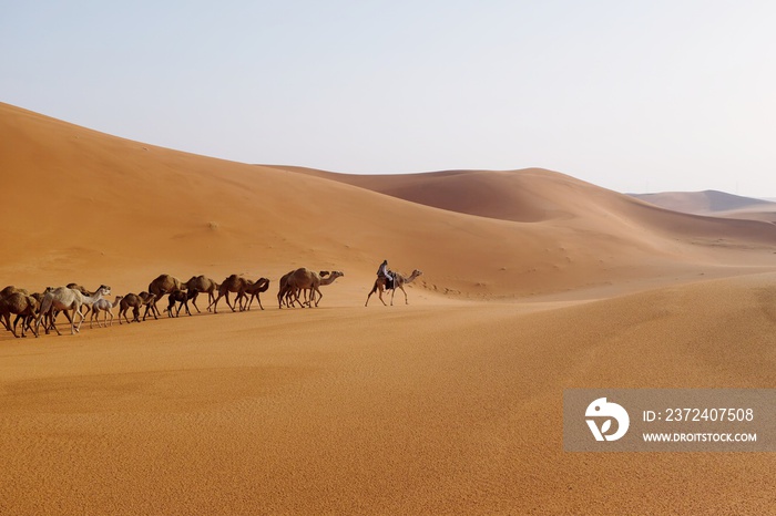 一名男子在沙特阿拉伯利雅得的沙漠中带领骆驼商队。