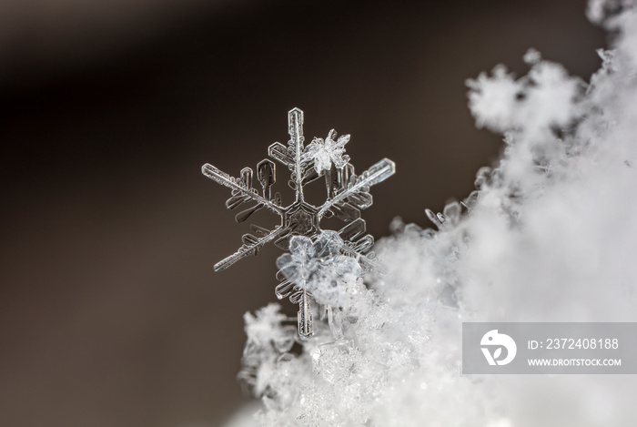 雪地里的雪花，冬天