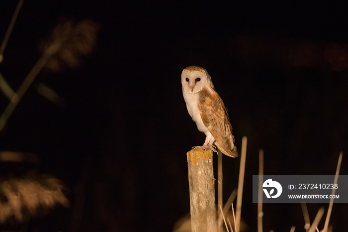 barm owl in the night