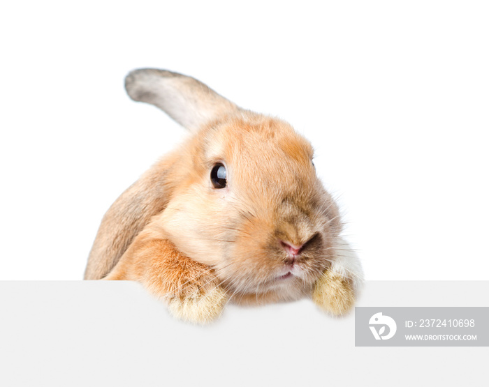 Rabbit looking over a signboard. Isolated on white background