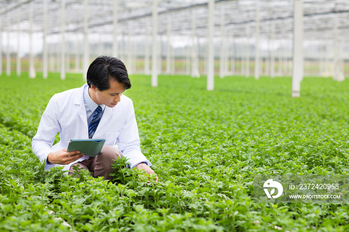 科学家在温室里的一排排植物中，手里拿着数字平板电脑