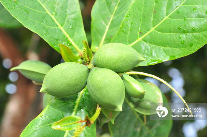 Terminalia catappa fruit