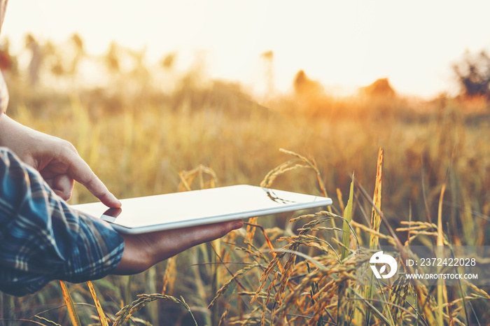 Smart farming Agricultural technology and organic agriculture Woman using the research tablet and st