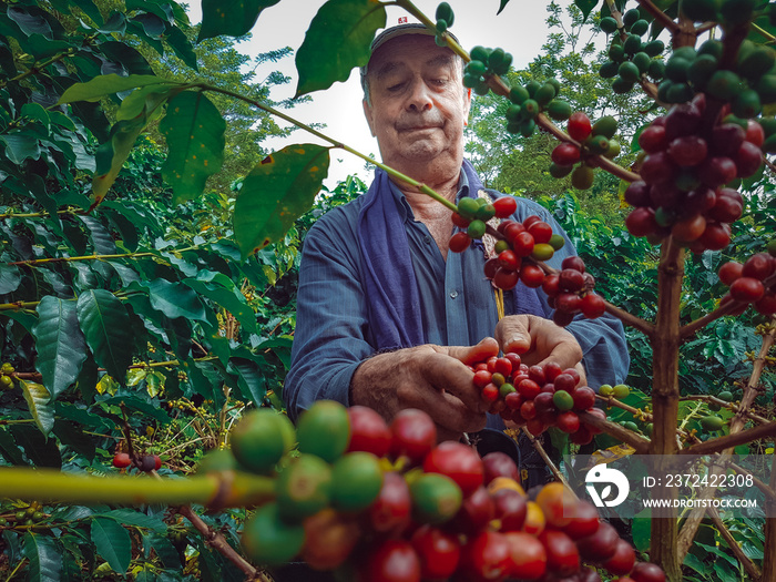 Colombian coffee grower