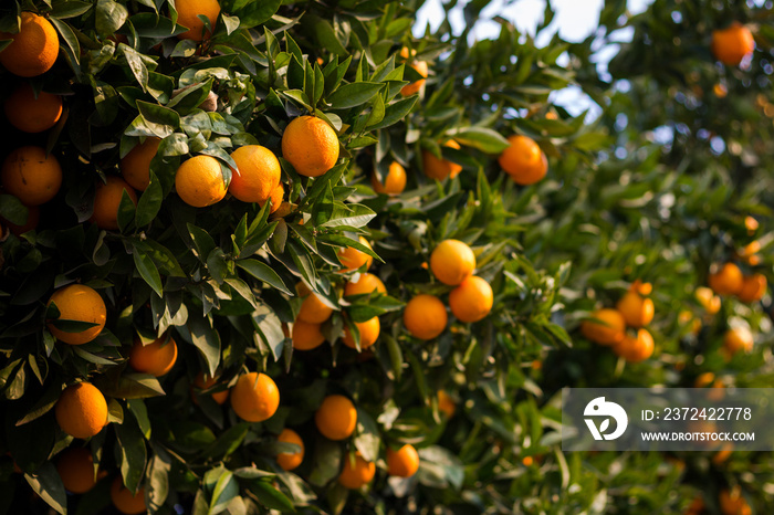 日落下树上的天然橙子。自然农业，季节性采摘概念