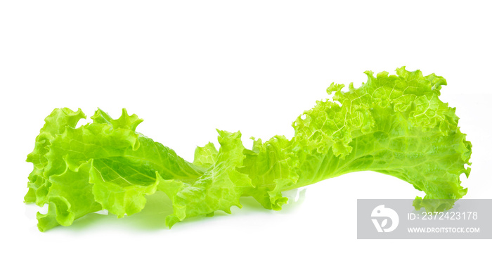 Green oak lettuce on white background.