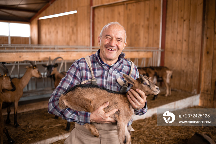 Portrait of an older farm worker or rancher holding goat kid in farmhouse. In background domestic an