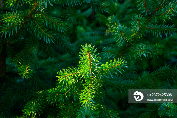 荷兰种植绿色圣诞树冷杉