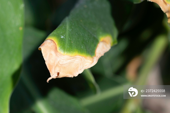 Dry leaf, plant disease close up