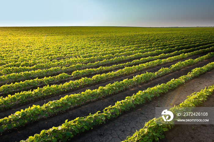 Soybean Field Rows