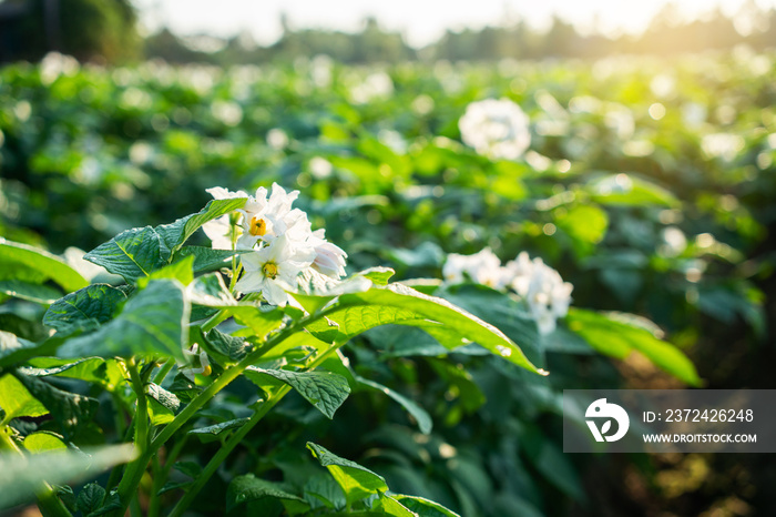 potatoes in the field.