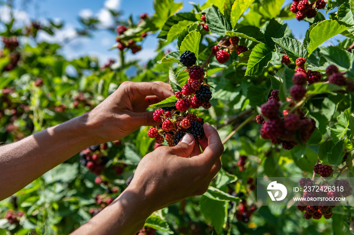 farm worker hands picking ripe blackberries fruits from the blackberry bush in close up and selectiv