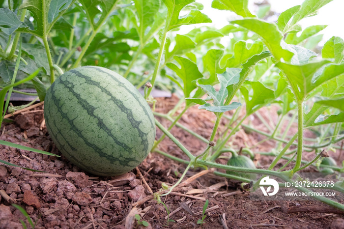 Green watermelon on plant vine growing on ground of organic agricultural farm.