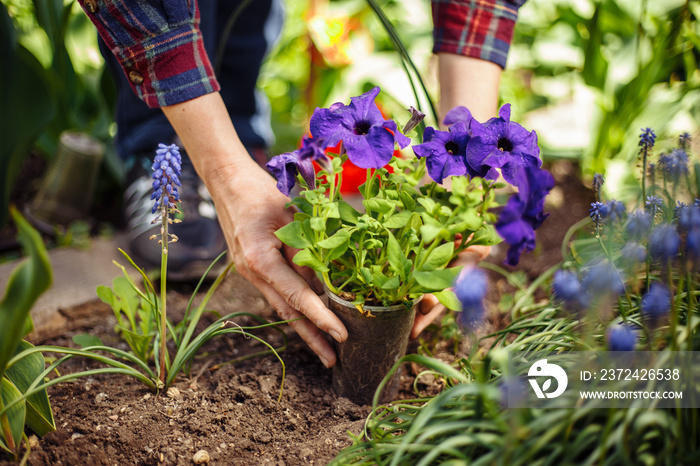 Closeup of womans hands planting violet flower into the ground in her home garden helping with a tr