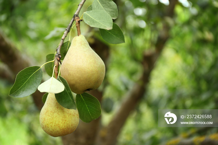 Pears on tree in fruit garden