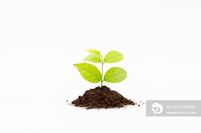 Sprout and organic soil on white background