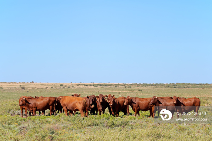 Small herd of free-range cattle on a rural farm, South Africa.