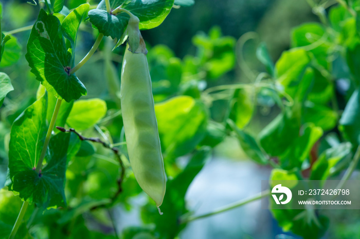 English garden peas plants, ripe yellow pod with shine through peas close up